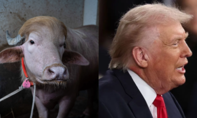 Búfalo albino apelidado de 'Donald Trump' atrai multidões em Bangladesh antes de sacrifício para o Eid al-Adha