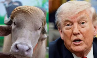 Búfalo com visual de Donald Trump é poupado do sacrifício e ganhará lar em zoológico de Bangladesh