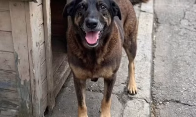 Orelha: Caso de cão agredido em SC revolta e expõe falhas na proteção animal