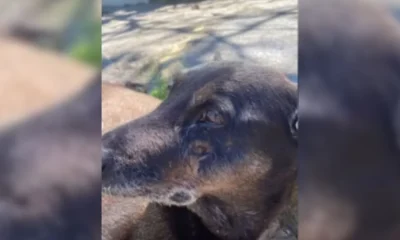 Justiça de SC determina remoção de posts com supostos agressores do cão Orelha em redes sociais