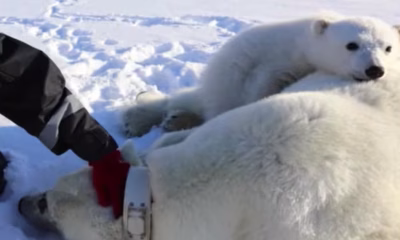 Ursos-polares em Svalbard Engordam Inesperadamente, Mas Futuro é Incerto Devido ao Aquecimento Global