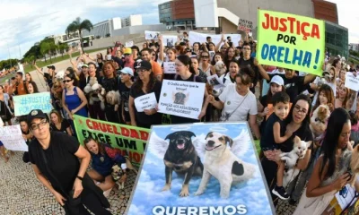Caso Orelha: Protestos por Justiça e Leis Mais Rígidas Contra Maus-Tratos a Animais Ganham Força Nacionalmente