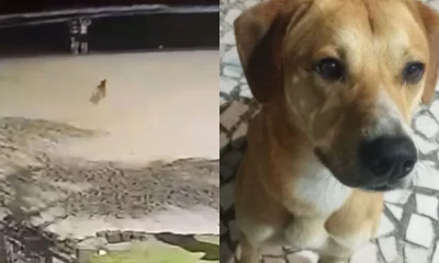 Cão Caramelo é Adotado por Delegado após Tentativa de Afogamento por Adolescentes em Florianópolis