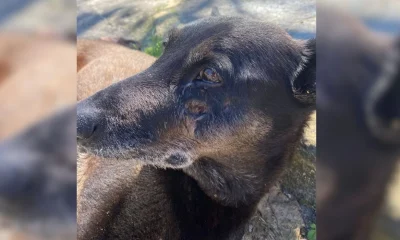 Polícia pede internação de adolescente por morte de cão Orelha em Florianópolis