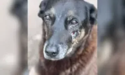 Cão Orelha: Polícia de SC conclui inquérito sobre morte por maus-tratos e pede internação de adolescente