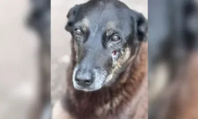 Caso Orelha: Polícia de SC rebate defesa e detalha evolução de lesões que levaram cão à morte