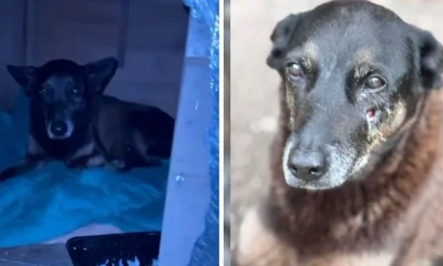MPSC investiga coação de familiares de suspeitos pela morte do cão Orelha contra porteiro em Florianópolis
