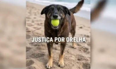 Caso Orelha: MPSC exige novos esclarecimentos sobre internação de adolescente investigado por morte de cão