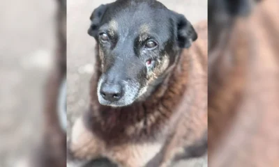 MPSC exige mais apurações no caso da morte do cão Orelha em Florianópolis e aponta falhas