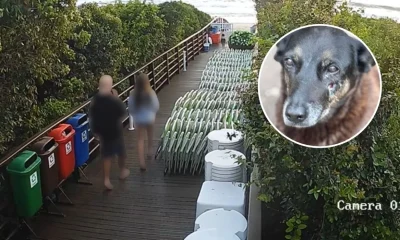 Mãe de adolescente acusado de agredir cão Orelha se defende: "Ele se confundiu", diz