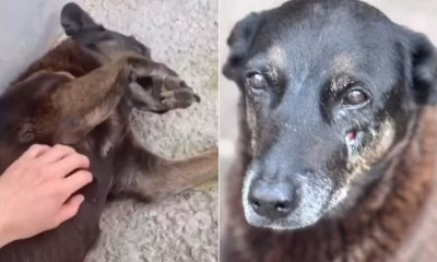 MP de SC pede exumação de Orelha e novos depoimentos para aprofundar investigações sobre morte de cachorro