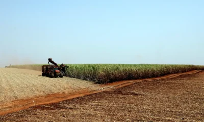 IBGE projeta safra recorde no Brasil em 2025, ultrapassando 346 milhões de toneladas, com soja e milho impulsionando alta histórica