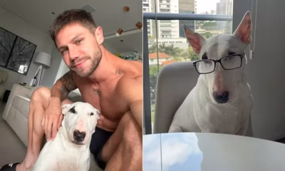 Cachorro de ex-BBB Jonas, um Bull Terrier simpático, viraliza após ser chamado de feio na web; animal acumula 20 mil seguidores