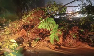 Litoral Norte de SP em Alerta: Deslizamentos Interrompem Rodovias e Deixam Cidades em Estado Crítico