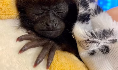 Pelúcias como "Mães Substitutas": Zoológicos Usam Técnica Inovadora para Acalmar Filhotes Rejeitados