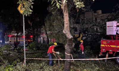 Chuva em BH: Bombeiros realizam 16 salvamentos e registram 44 quedas de árvores; mulher morre em enxurrada no Horto