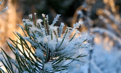 Alerta de Geada: 79 Cidades Gaúchas em Risco de Frio Intenso, Temperaturas Podem Chegar a 3°C