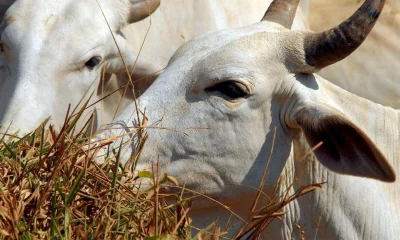 União Europeia veta carne brasileira a partir de setembro por falta de garantias no uso de antimicrobianos
